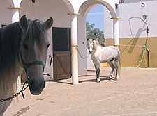 Spain-Southern Spain-Dos Olivos Dressage Clinics